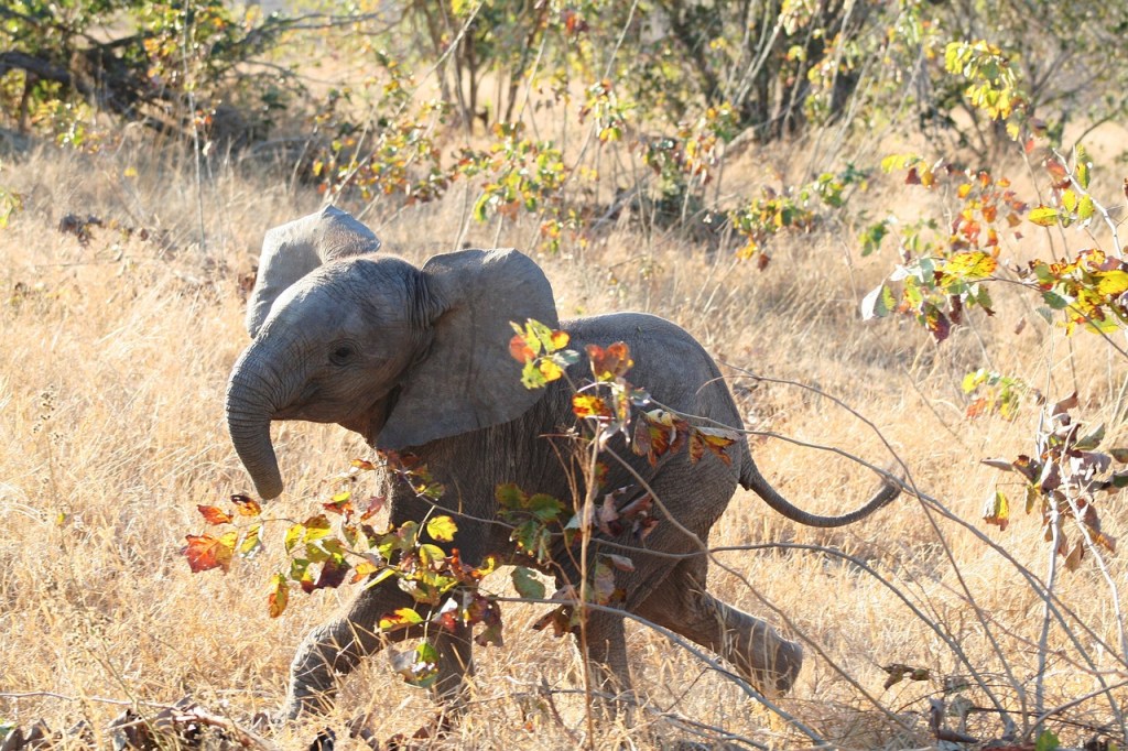 (28 months is equal to the gestation period of one elephant AND one human.) Image: adorable baby elephant galloping through savannah.